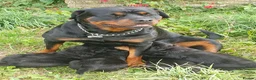 Rottweiler dogs for sale: Rottweiler pups - Advert 1