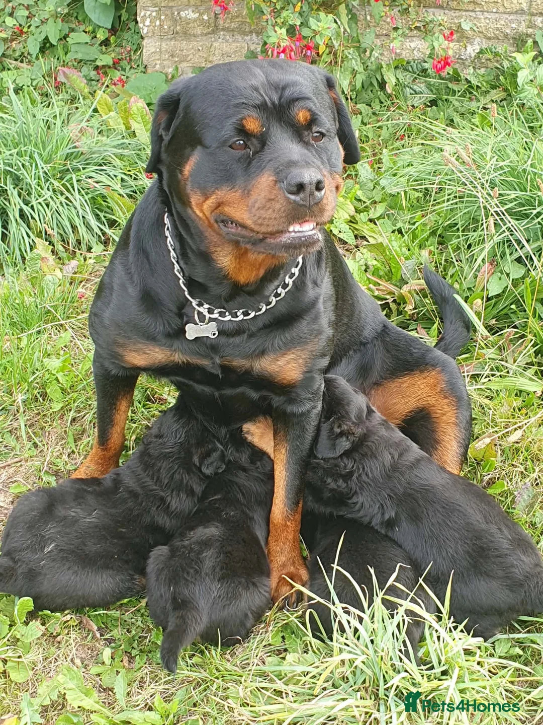 Rottweiler dogs for sale: Rottweiler pups - Advert 1