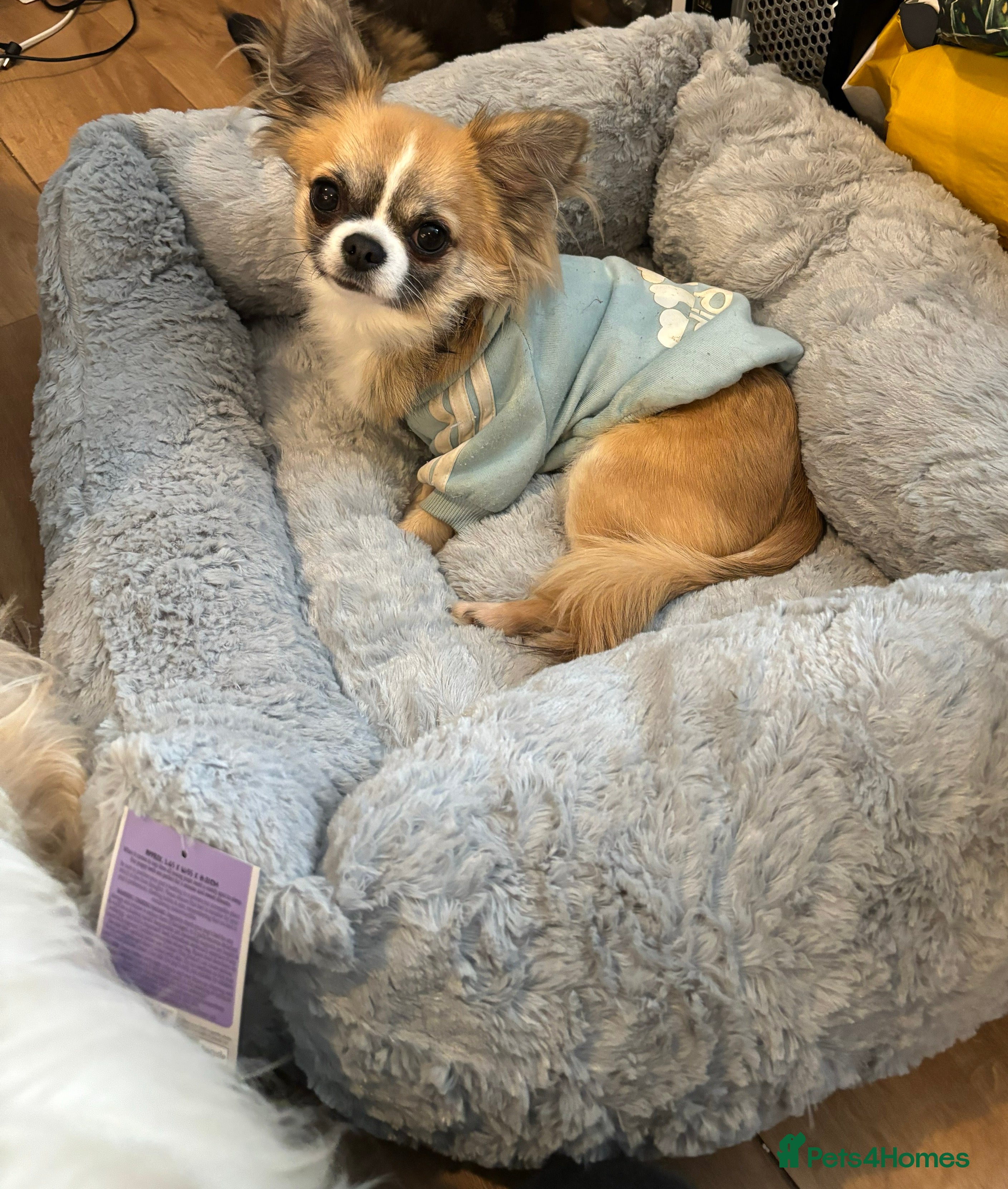 Chihuahua dogs ❤️K.C reg beautiful stud💖 - Advert 24