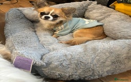 Chihuahua dogs for stud: ❤️K.C reg beautiful stud💖 - Image 1