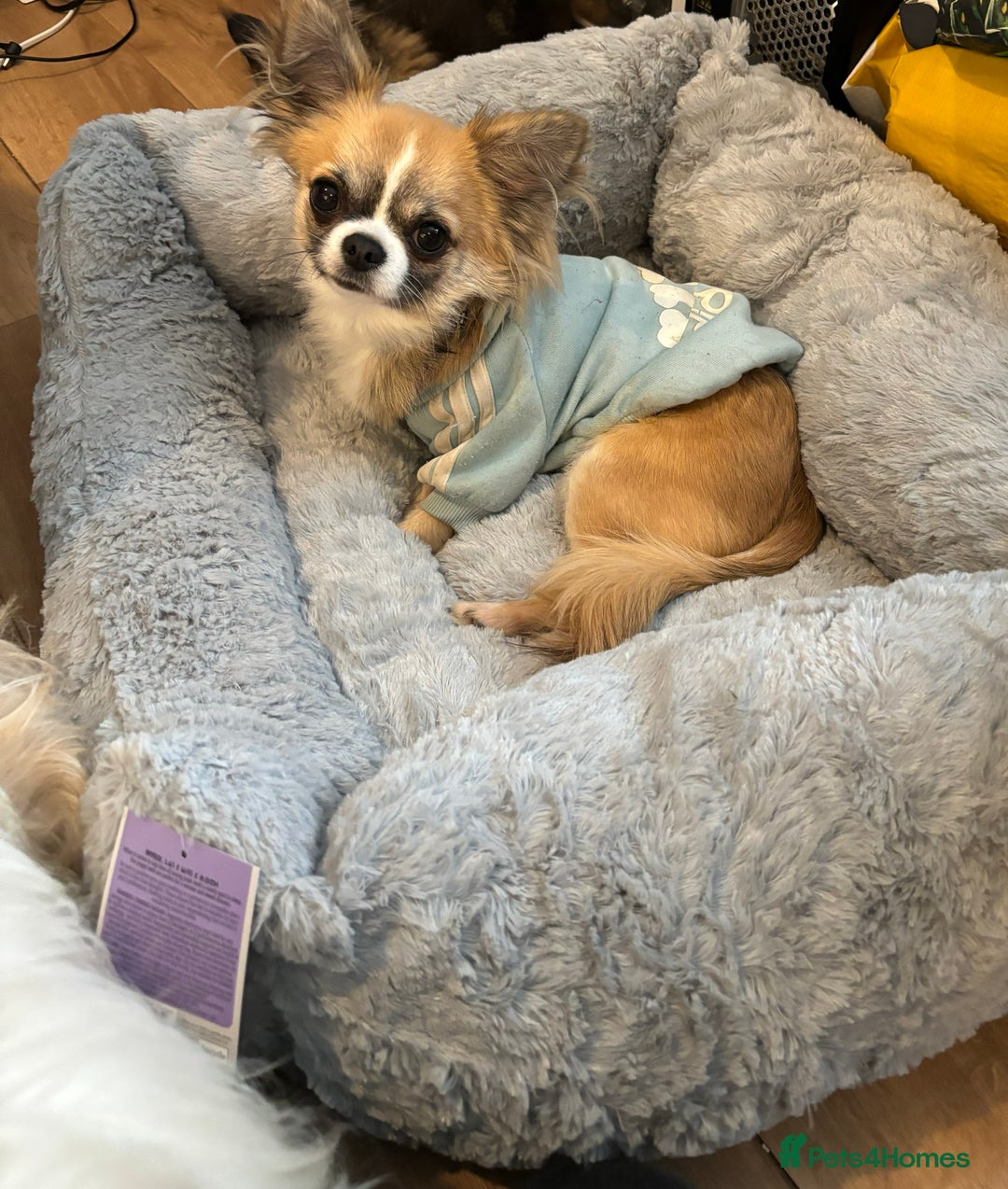 Chihuahua dogs for stud: ❤️K.C reg beautiful stud💖 - Image 1