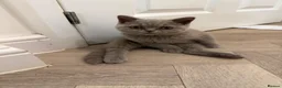British Shorthair cats for sale: British short hair grey boy male 13 weeks old  - Advert 3