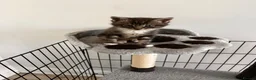 Mixed Breed cats for sale: 3 mixed breed kittens   in Brierley Hill - Advert 11