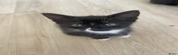 Mixed Breed cats for sale: 4 males and 1 female kittens in Wellington - Advert 4