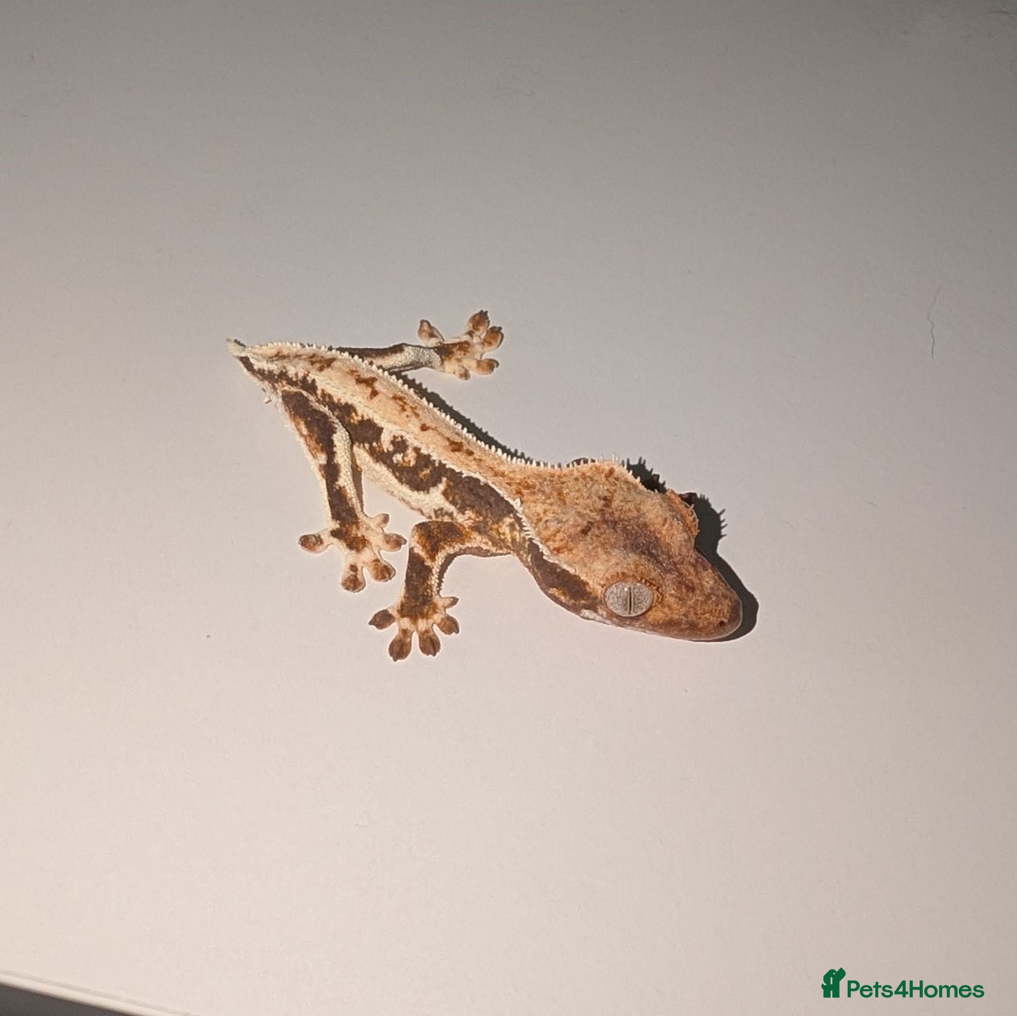 Gecko reptiles Lilly White Crested Geckos - Advert 9