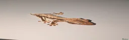 Gecko reptiles for sale: Lilly White Crested Geckos - Advert 1