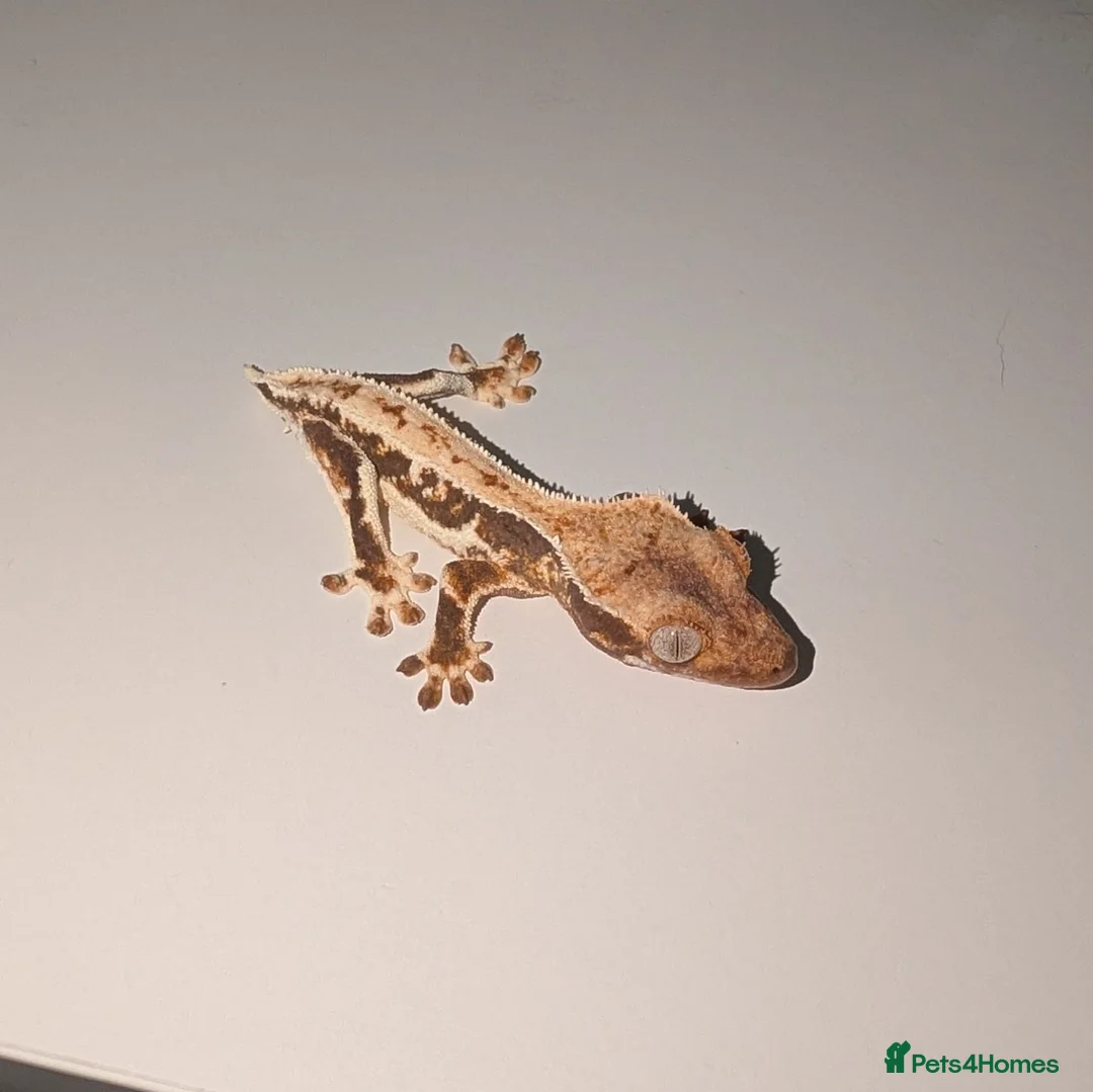 Gecko reptiles for sale: Lilly White Crested Geckos - Advert 1