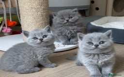 British Shorthair cats for sale: British shorthair kittens  - Image 5