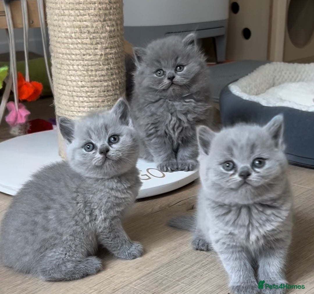 British Shorthair cats for sale: British shorthair kittens  - Image 5