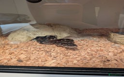 Python Snake reptiles for sale: Royal Python for sale - Image 1