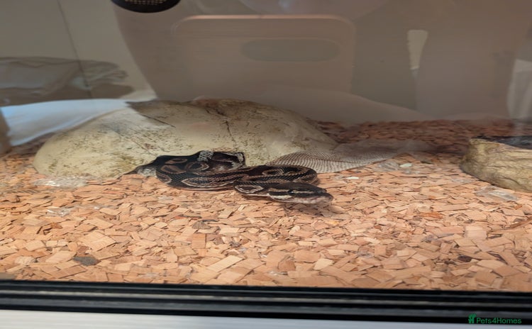 Python Snake reptiles - Advert 1