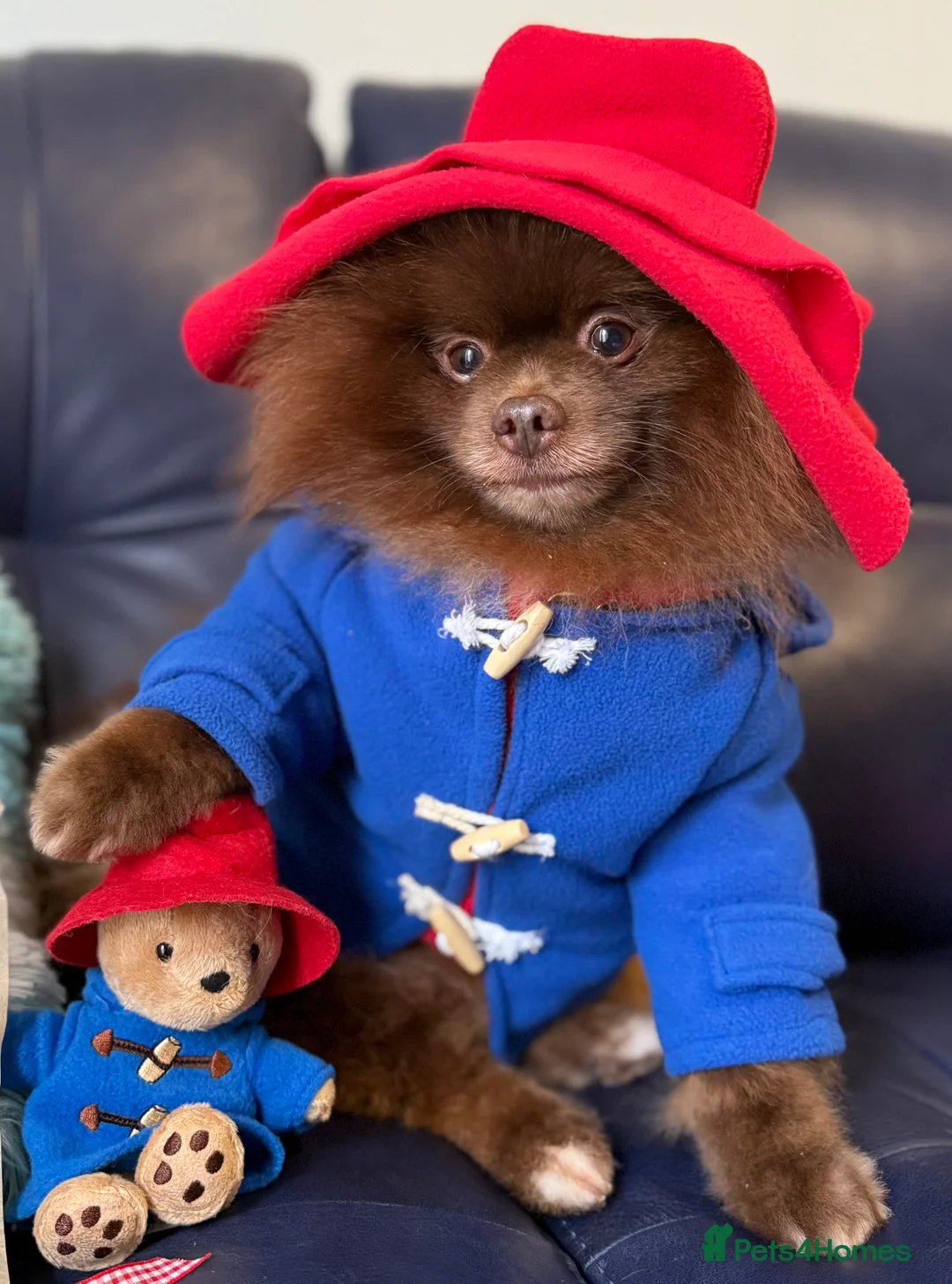 Pomeranian dogs for stud: Proven Chocolate KC in Runcorn - Advert 1