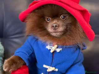 Pomeranian dogs Proven Chocolate KC in Runcorn - Advert 2