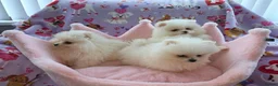 Pomeranian dogs for sale: 3 gorgeous, small white Pomeranians ready now!! - Advert 24