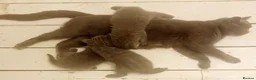 British Shorthair cats for sale: British short hair kittens for sale - Advert 23
