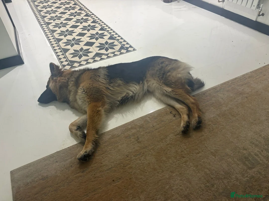 German Shepherd dogs for sale: Well-bred, well-loved. Very sad circumstances - Advert 6