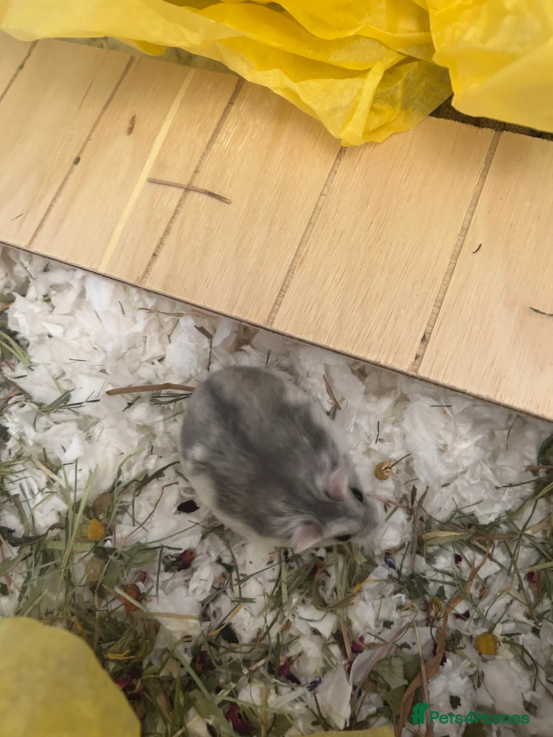 Hamster rodents for sale: Pookie - 100 Acre Hamster Rescue - Advert 2