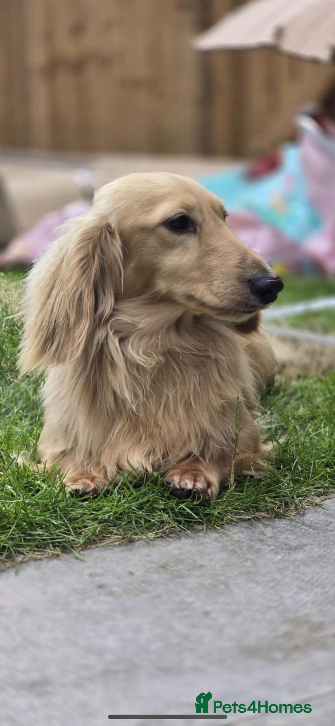 Miniature Dachshund dogs for stud: Kc reg miniature dachshunds for stud  - Image 8
