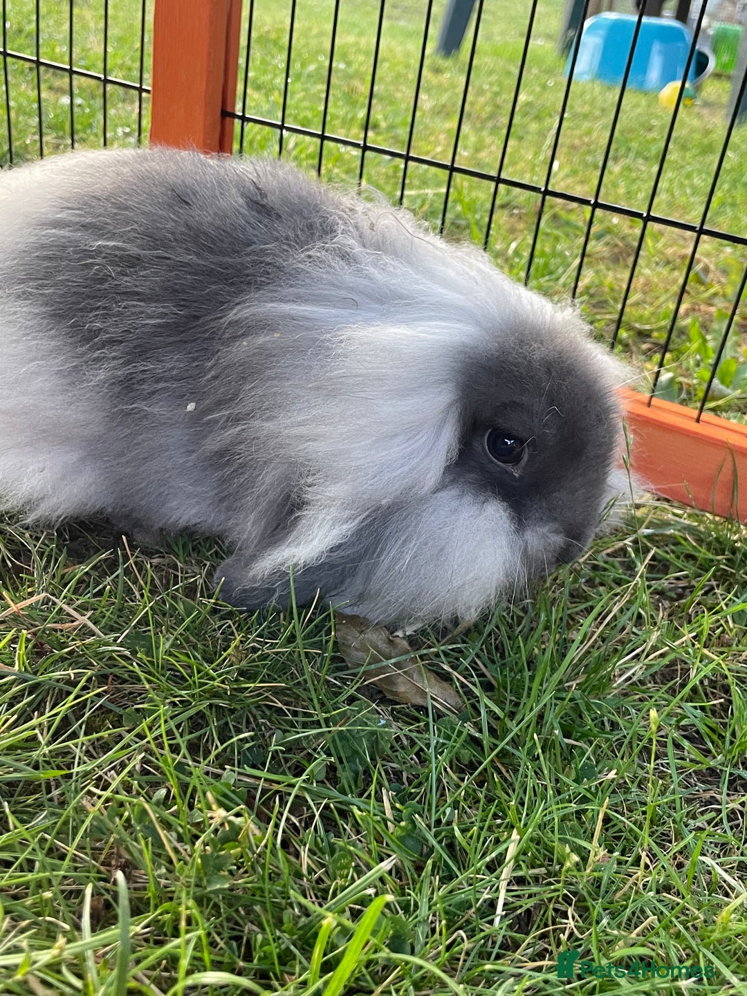 Mini Lop rabbits for sale: Male mini lop babies READY TO LEAVE  - Image 23