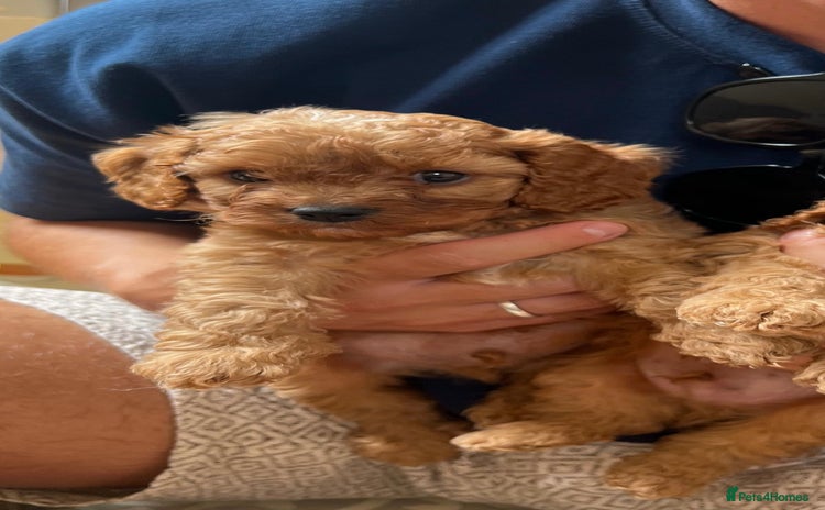 Cavapoo dogs in Brough - Advert 3