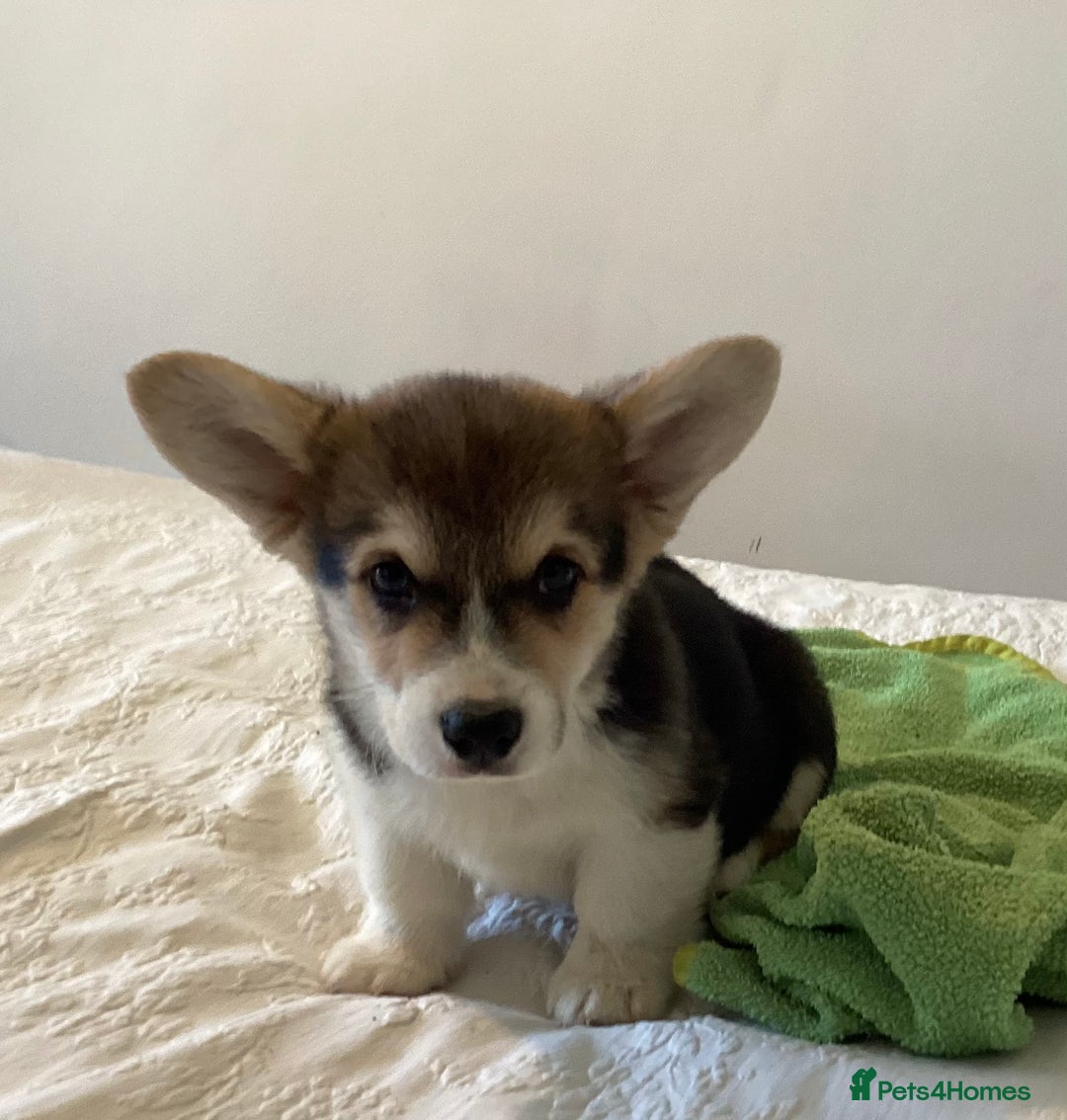 Welsh Corgi Pembroke dogs for sale: Welsh Pembroke Corgi Ready to leave 2 girls 1 boys - Advert 2