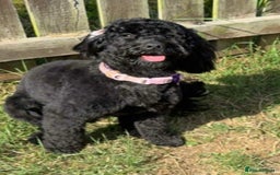 Cockapoo dogs for sale: Stunning F2 cockapoo pups  - Advert 2