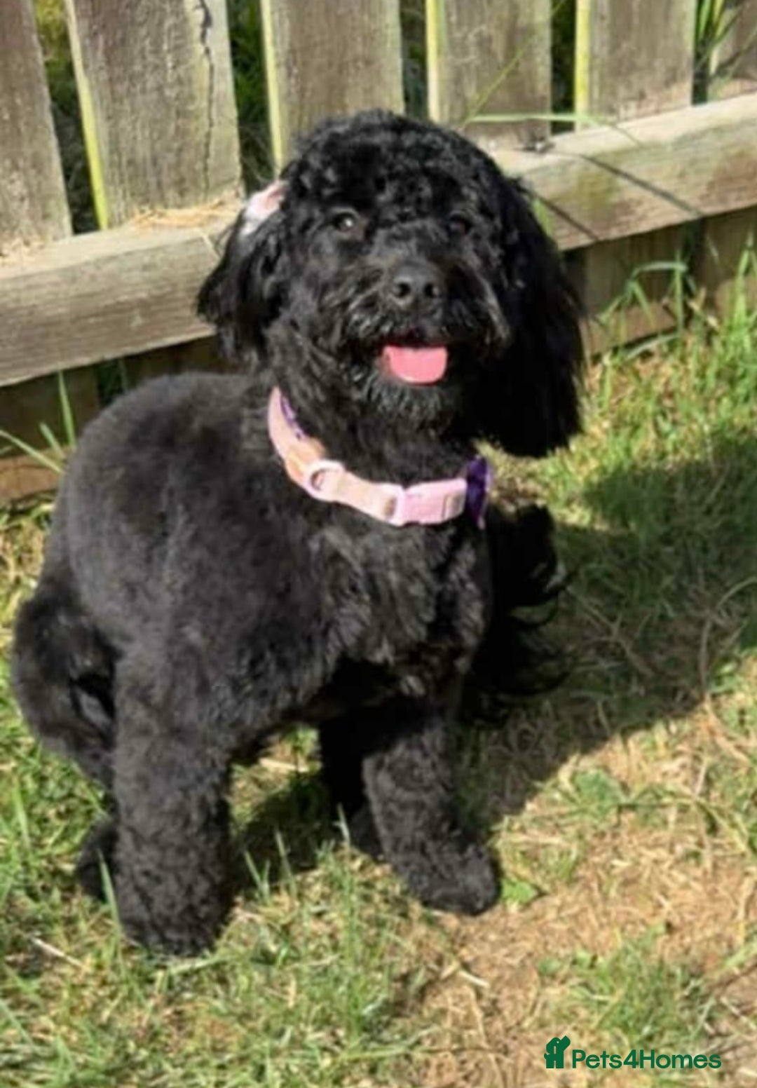 Cockapoo dogs for sale: Stunning F2 cockapoo pups  - Advert 2