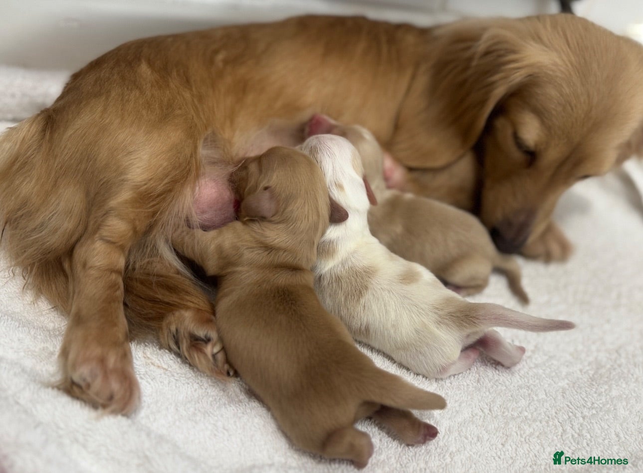 Miniature Dachshund dogs Kennel club registered English cream puppies - Advert 2