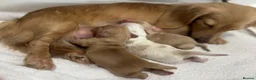 Miniature Dachshund dogs for sale: Kennel club registered English cream puppies - Advert 1