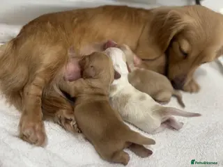 Miniature Dachshund dogs Kennel club registered English cream puppies - Advert 3