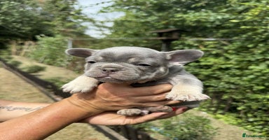 French Bulldog dogs - Advert 5