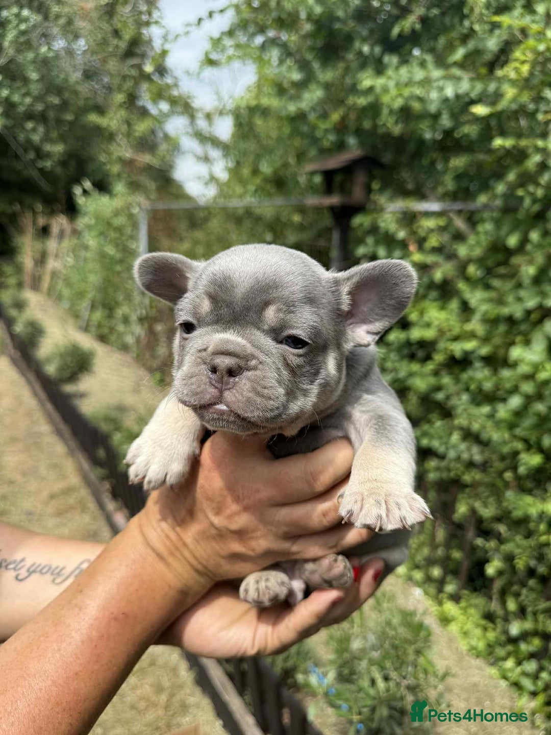 French Bulldog dogs for sale: Lilac French bulldogs  - Image 2