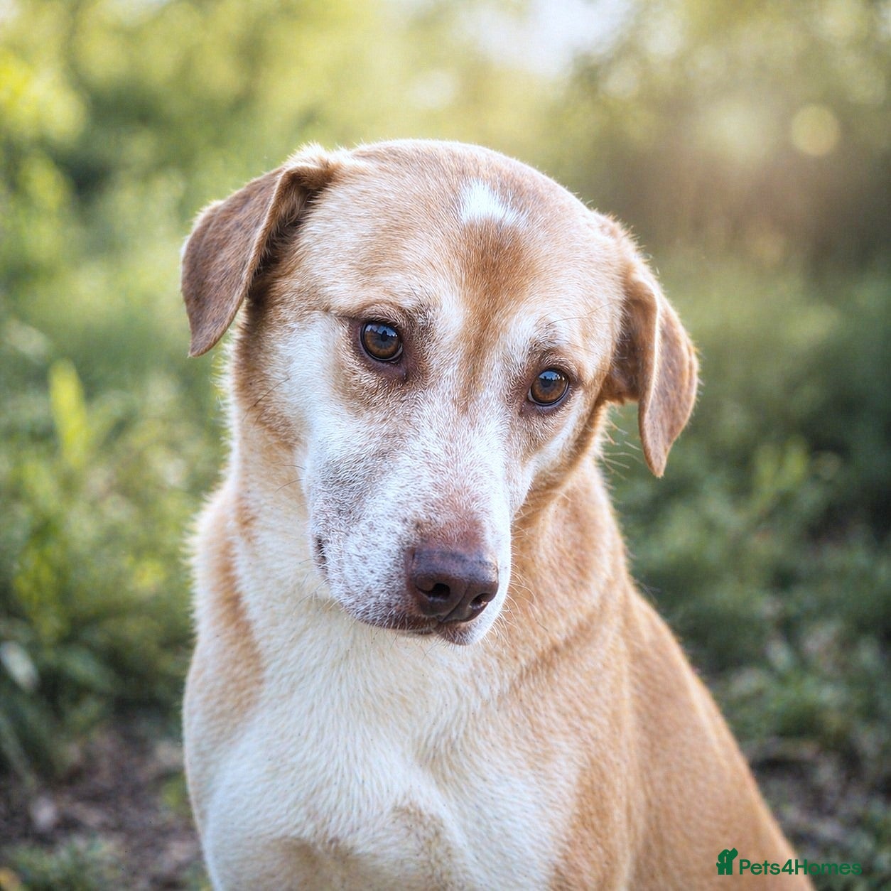 Mixed Breed dogs 🐾Luna – a small Lab-type girl longing for love ❤️ - Advert 5