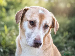 Mixed Breed dogs 🐾Luna – a small Lab-type girl longing for love ❤️ - Advert 5