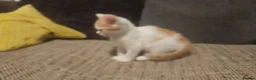 Mixed Breed cats for sale: Half Ragdoll / half Maine Coon - Advert 8