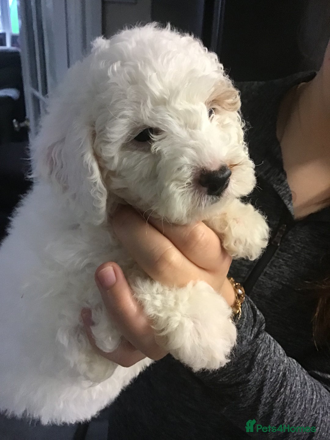 Cockapoo dogs for sale: F1b cockapoo puppies ready now - Advert 1