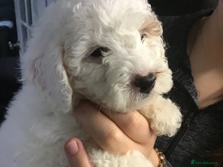 Cockapoo dogs F1b cockapoo puppies ready now - Advert 13