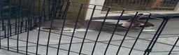Mixed Breed rabbits for sale: lop mixed rabbit (hop) in Sawbridgeworth - Advert 2