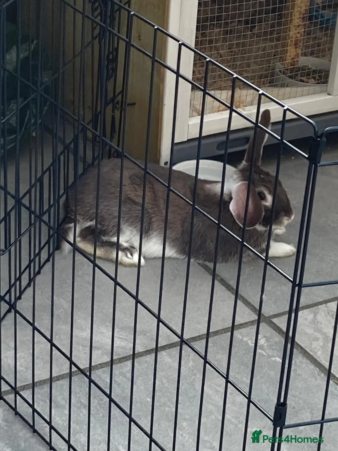 Mixed Breed rabbits for sale: lop mixed rabbit (hop) in Sawbridgeworth - Advert 2