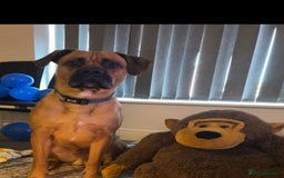 Mixed Breed dogs for sale: Belgian Mali x cane corso  - Image 4