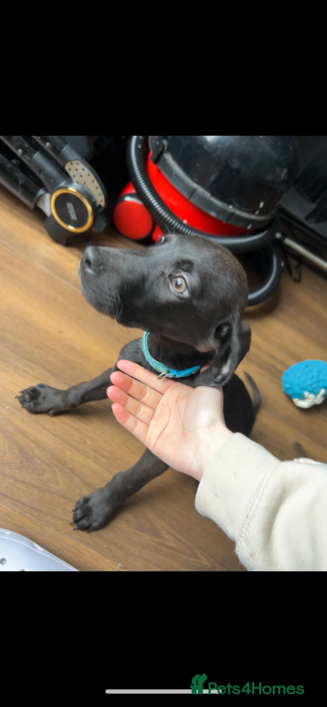 Mixed Breed dogs for sale: Dobermann x weimeraner puppies  in Bolton - Advert 14