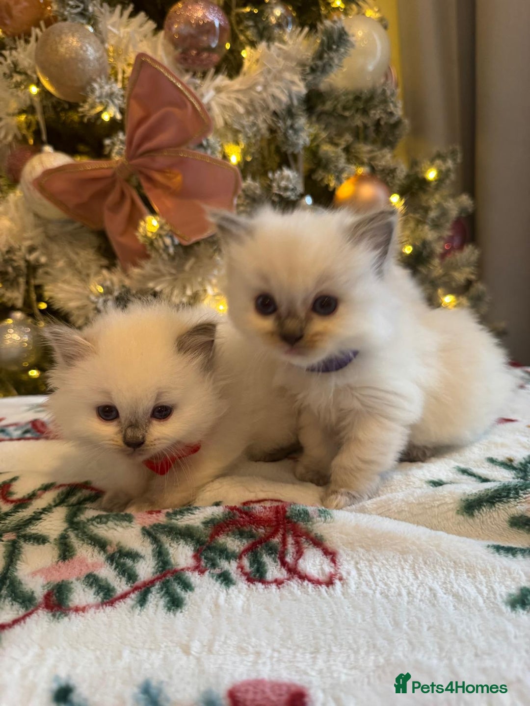 Ragdoll cats for sale: Purebred Ragdolls for sale - Advert 6