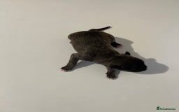 English Bull Terrier dogs for sale: Champion line EBT Puppies - Image 33