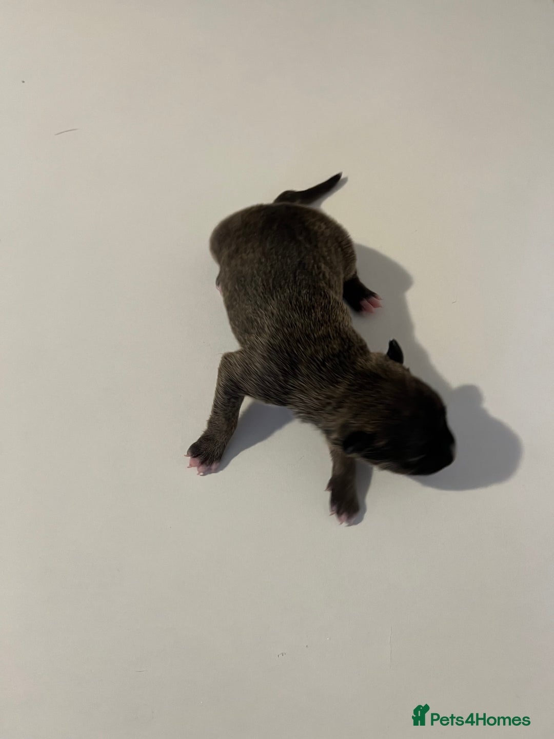 English Bull Terrier dogs for sale: Champion line EBT Puppies - Image 33