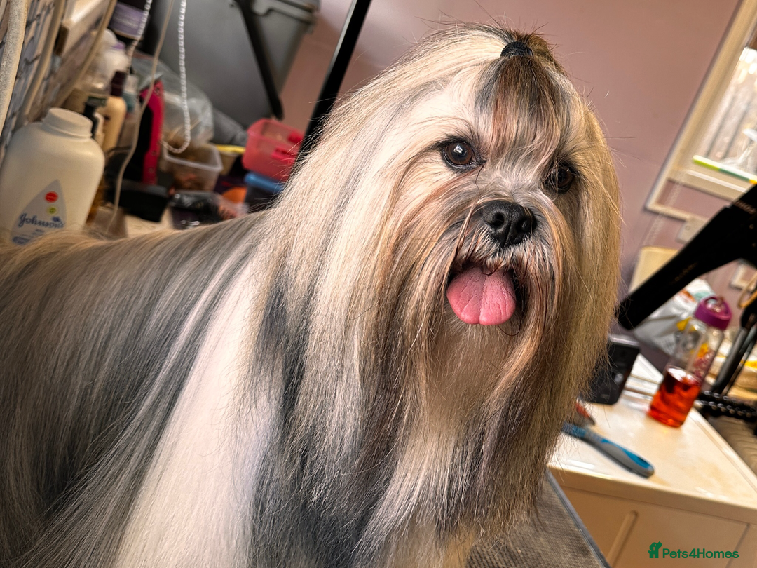 Lhasa Apso dogs for stud: KC Reg, DNA PRA4 clear Lhasa Apso in Carluke - Advert 2