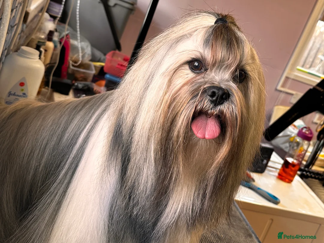 Lhasa Apso dogs for stud: KC Reg, DNA PRA4 clear Lhasa Apso in Carluke - Advert 4