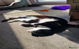 Mixed Breed cats for sale: Adopt little miss Eevee  - Image 4