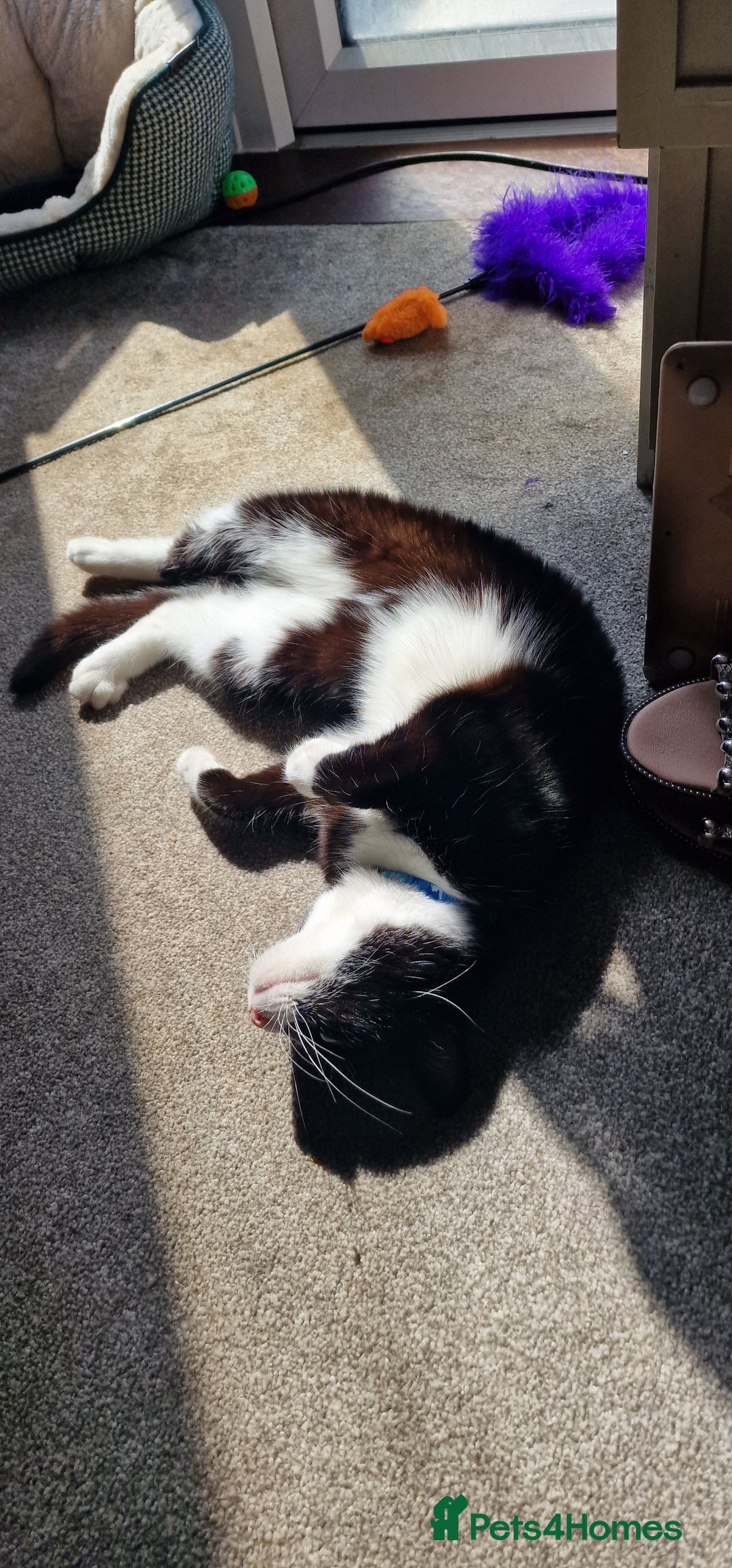 Mixed Breed cats for sale: Adopt little miss Eevee  - Image 4