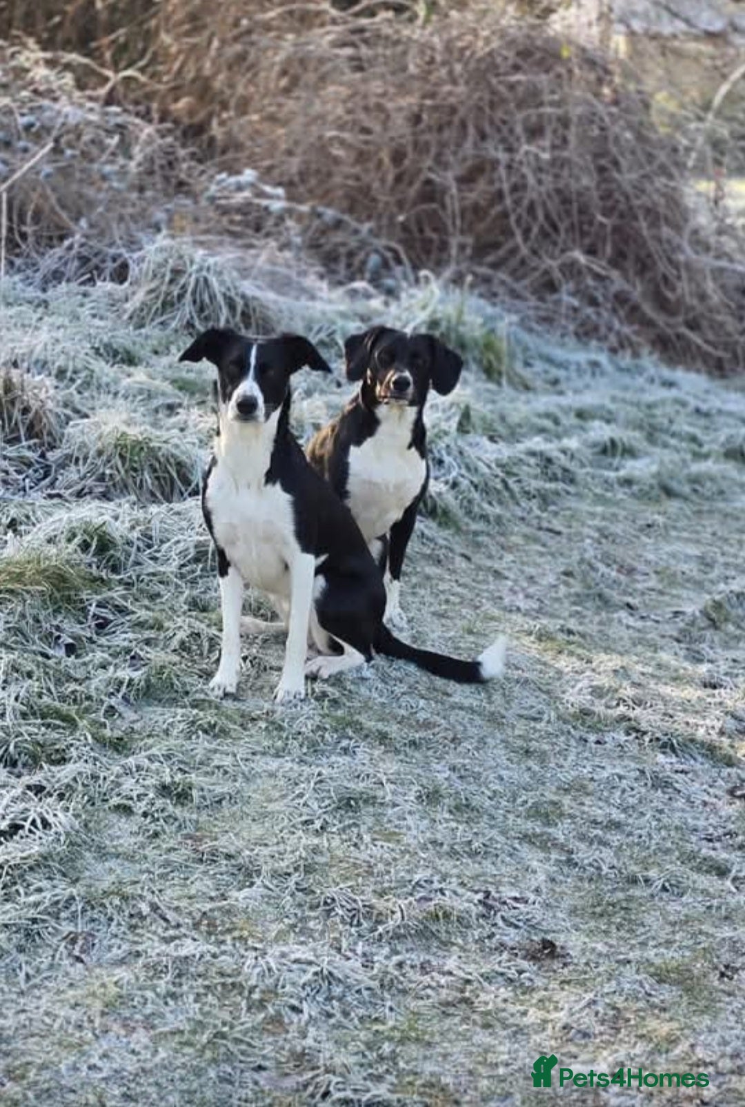 Sprollie dogs for stud: Bessie and dino - Advert 2