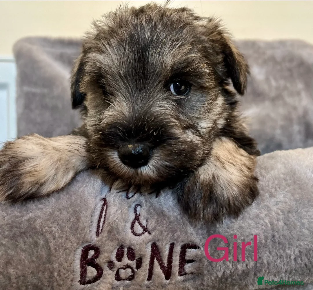 Miniature Schnauzer dogs for sale: Pepper and salt White miniature schnauzer pups - Advert 3